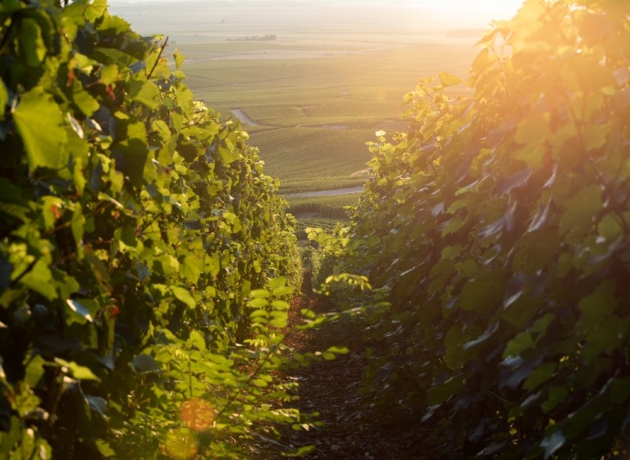 Perrier-Jouët Vineyards, Maison Belle Epoque