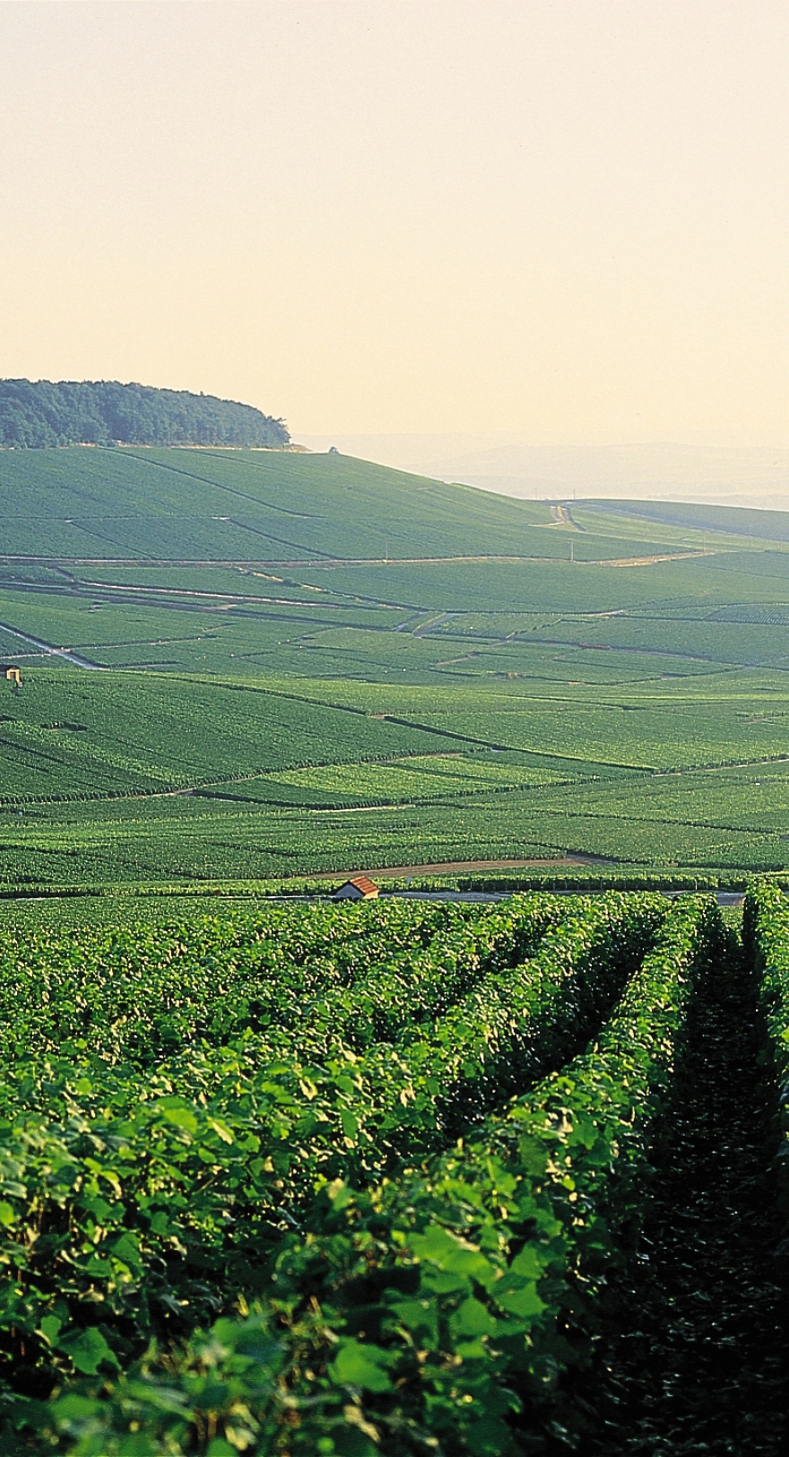 Perrier-Jouët vineyards