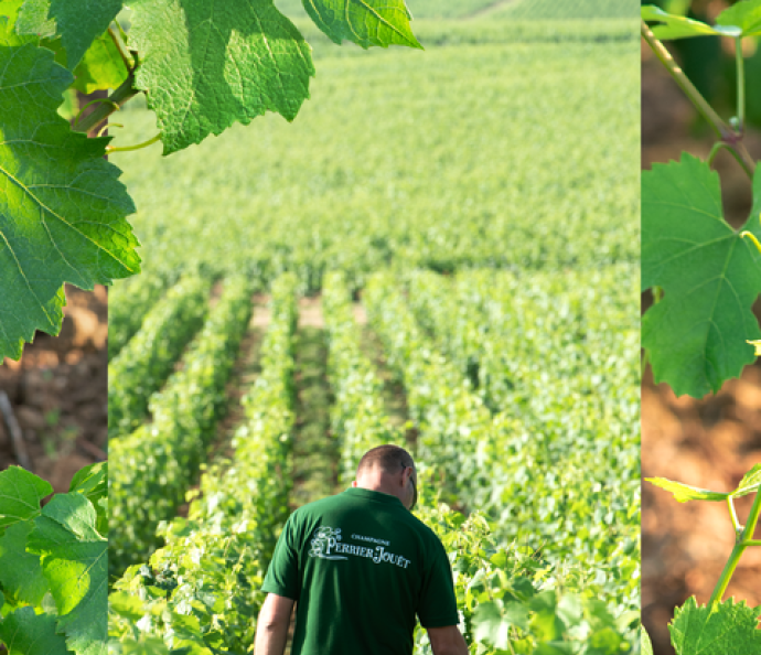 Perrier-Jouët Vineyard 