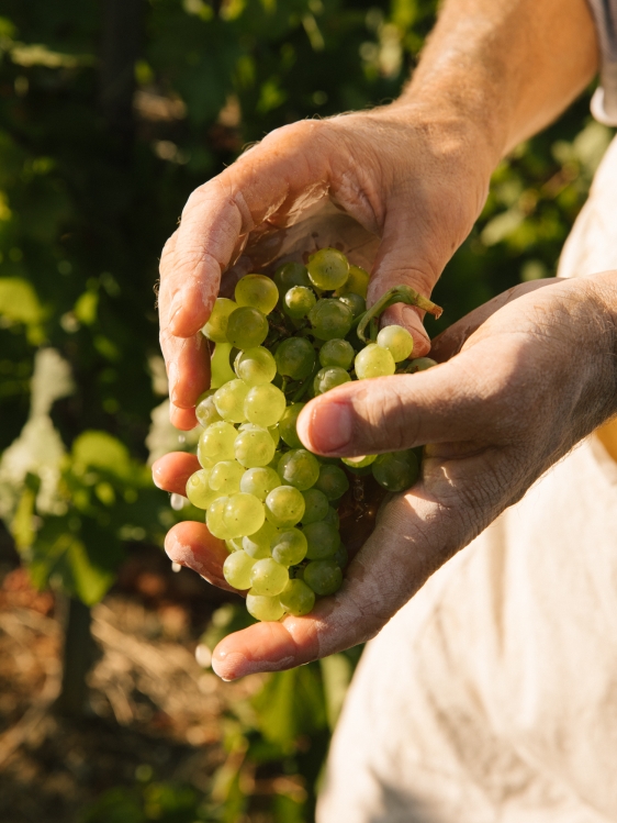 Our savoir-faire, exceptional vineyards