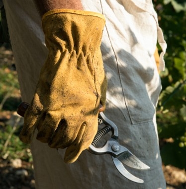 Our savoir-faire, sustainable viticulture